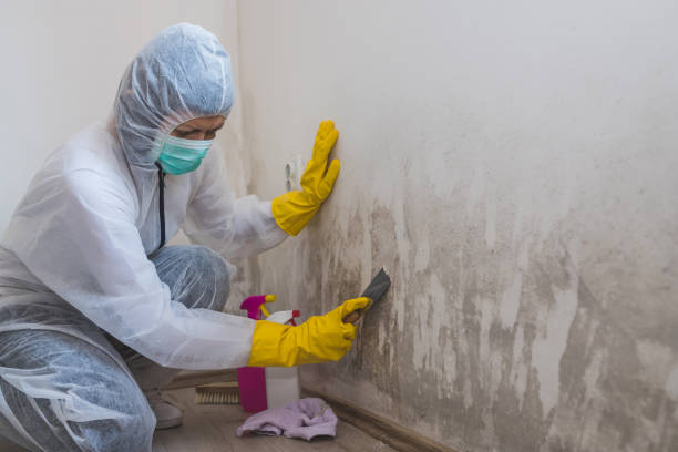 Best Fast Mold Removal  in Brooks, KY