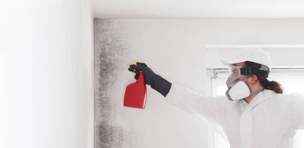 Best Mold Removal Specialists  in Brooks, KY