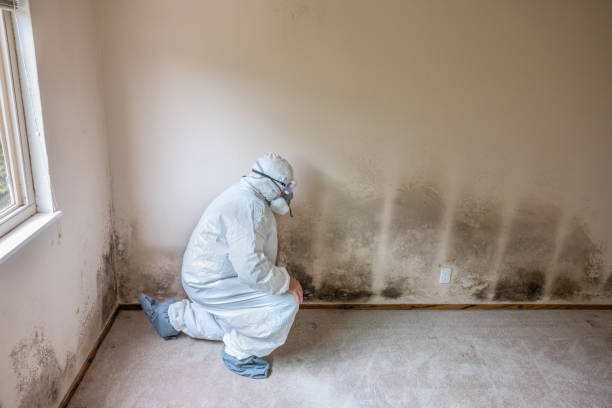 Best Black Mold Removal  in Brooks, KY