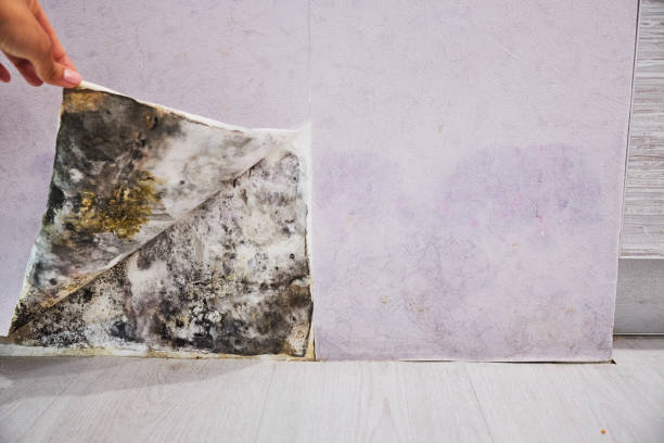 Best Mold Remediation  in Brooks, KY
